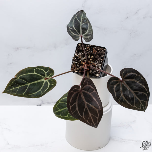 Anthurium Red Velvet Cake '24' x Home, Sweet Home '32' by DocBlock® *Very Dark* (wk33-F)