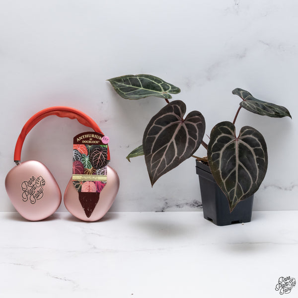 Anthurium Red Velvet Cake '24' x Home, Sweet Home '32' by DocBlock® *Very Dark* (wk33-F)