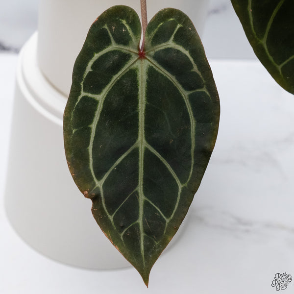 Anthurium Red Velvet Cake '24' x Home, Sweet Home '32' by DocBlock® *Very Dark* (wk33-F)