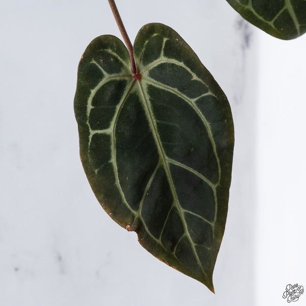 Anthurium Red Velvet Cake '24' x Home, Sweet Home '32' by DocBlock® *Very Dark* (wk33-F)