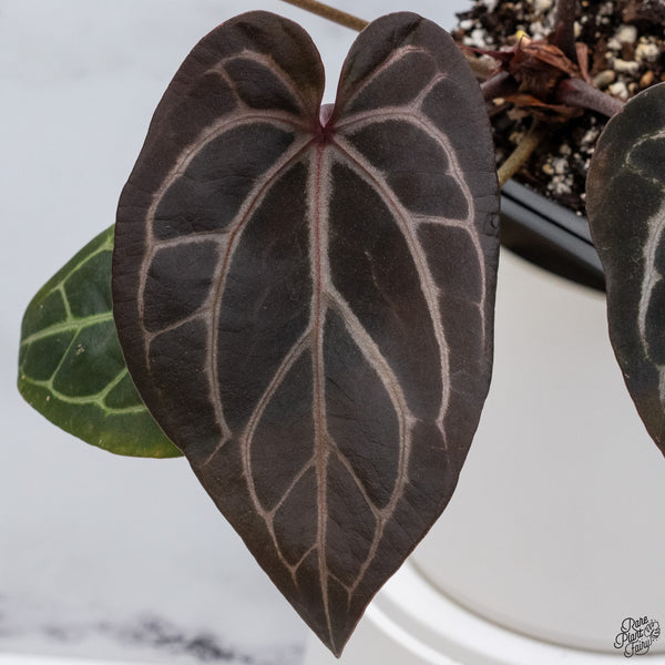 Anthurium Red Velvet Cake '24' x Home, Sweet Home '32' by DocBlock® *Very Dark* (wk33-F)