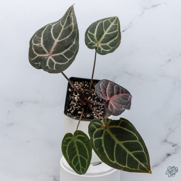 Anthurium Red Velvet Cake '24' x Home, Sweet Home '32' by DocBlock® (wk34-B) *Dark and Vibrant Emergent*