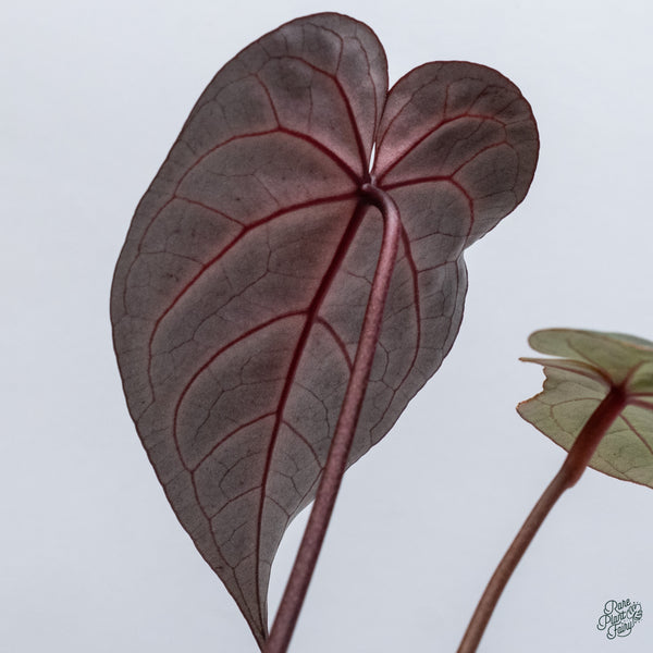 Anthurium Red Velvet Cake '24' x Home, Sweet Home '32' by DocBlock® (wk34-B) *Dark and Vibrant Emergent*