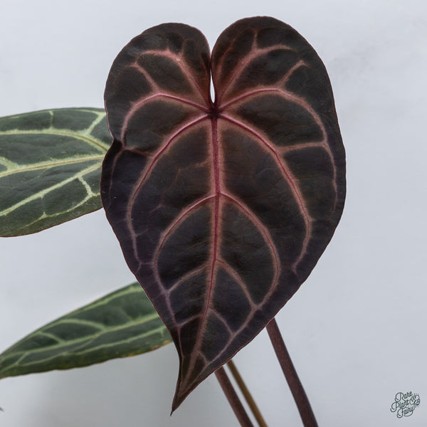 Anthurium Red Velvet Cake '24' x Home, Sweet Home '32' by DocBlock® (wk34-B) *Dark and Vibrant Emergent*