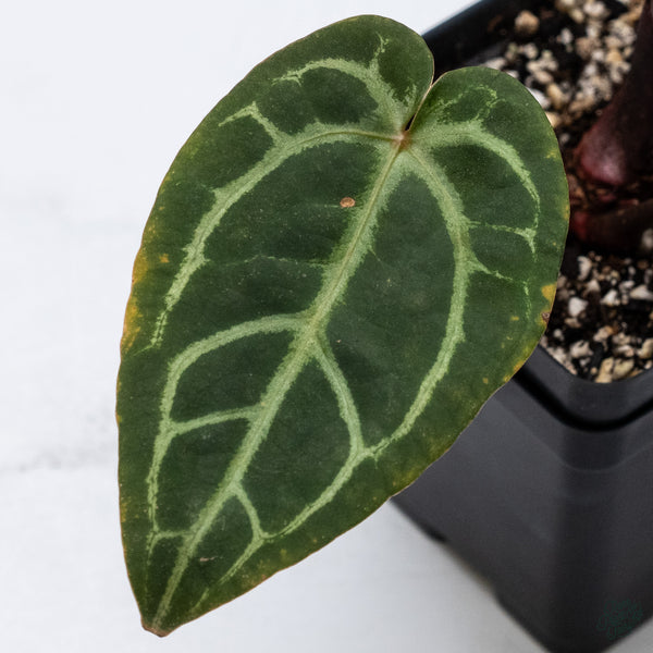 Anthurium Red Velvet Cake '24' x Home, Sweet Home '32' by DocBlock® (wk34-B) *Dark and Vibrant Emergent*