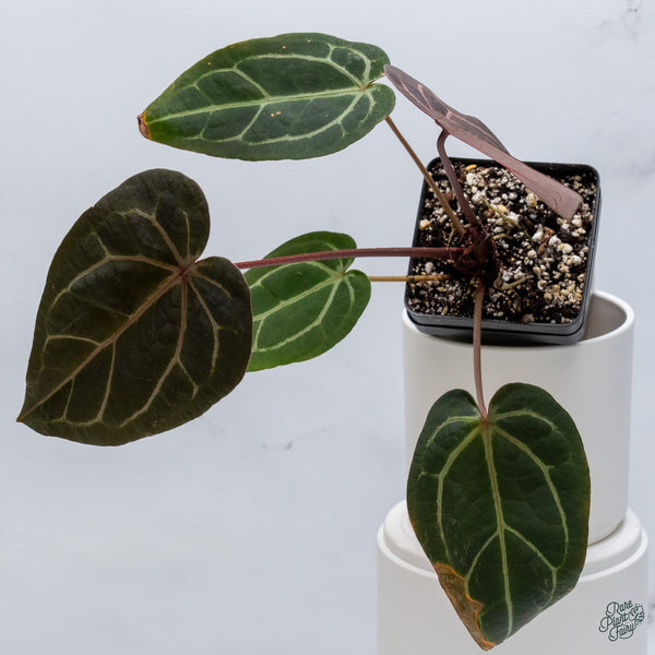 Anthurium Red Velvet Cake '24' x Home, Sweet Home '32' by DocBlock® (wk34-W) *Fused Sinus*