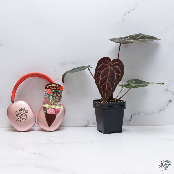Anthurium Red Velvet Cake '24' x Home, Sweet Home '32' by DocBlock® (wk34-W) *Fused Sinus*
