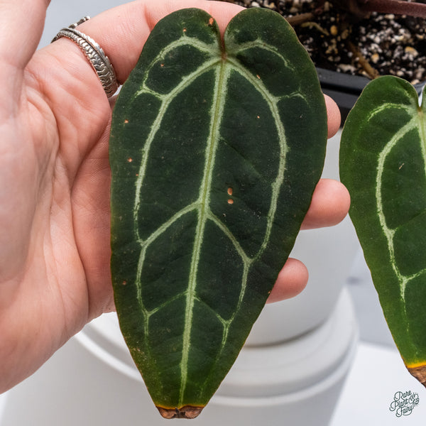 Anthurium Red Velvet Cake '24' x Home, Sweet Home '32' by DocBlock® (wk34-W) *Fused Sinus*
