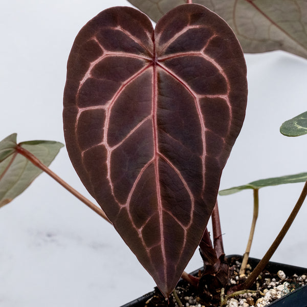 Anthurium Red Velvet Cake '24' x Home, Sweet Home '32' by DocBlock® (wk34-W) *Fused Sinus*