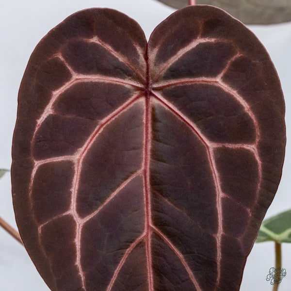 Anthurium Red Velvet Cake '24' x Home, Sweet Home '32' by DocBlock® (wk34-W) *Fused Sinus*