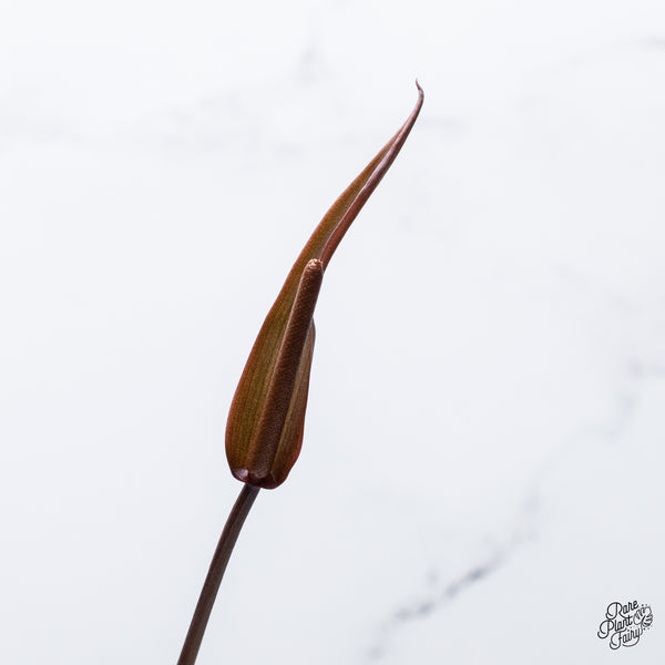 Anthurium Red Velvet Cake '24' x Home, Sweet Home '32' by DocBlock® (wk36-S) *Very Dark*