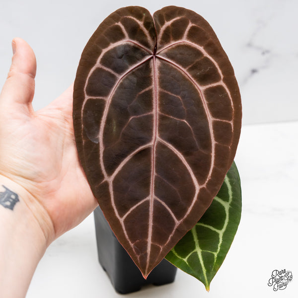 Anthurium Home, Sweet Home '32' x Red Velvet Cake '24' by DocBlock® (wk45-I) *Dark Emergent*