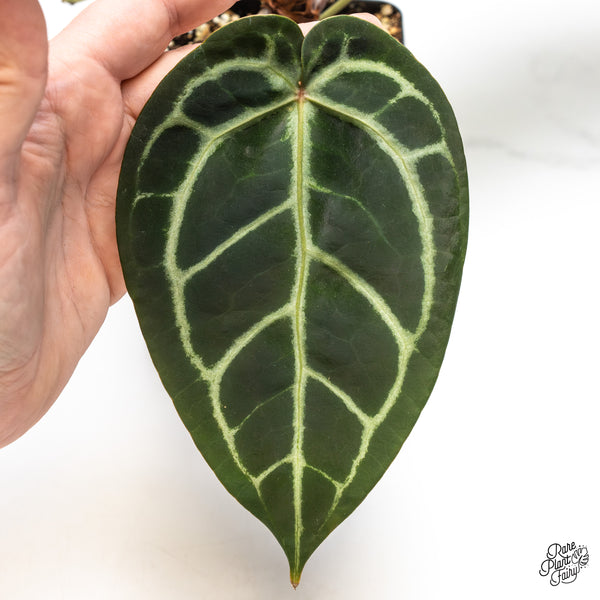 Anthurium Home, Sweet Home '32' x Red Velvet Cake '24' by DocBlock® (wk45-I) *Dark Emergent*