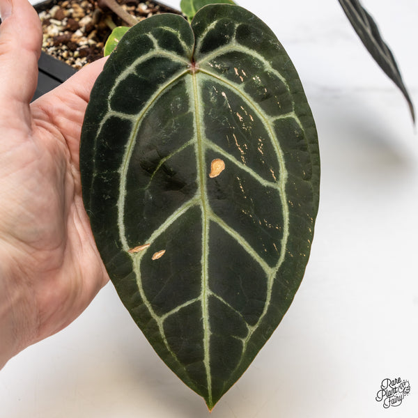 Anthurium Home, Sweet Home '32' x Red Velvet Cake '24' by DocBlock® (wk45-I) *Dark Emergent*