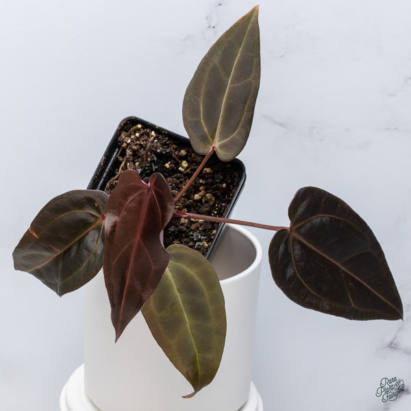 Anthurium Red Velvet Cake '24' x Red Velvet Cake '24' by DocBlock® (wk34-P) *Dark and Vibrant Emergent*