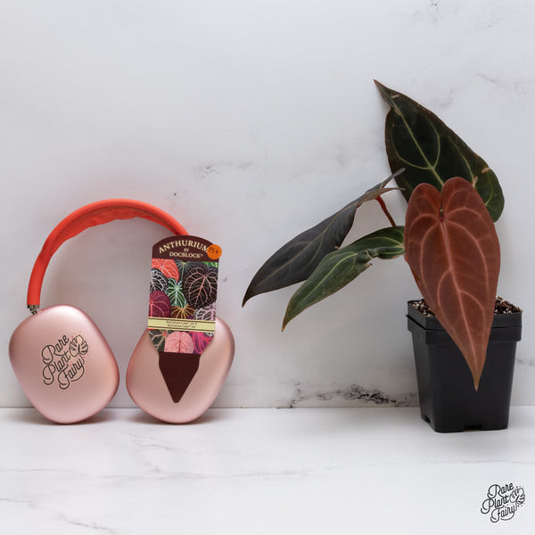 Anthurium Red Velvet Cake '24' x Red Velvet Cake '24' by DocBlock® (wk35-Y) *Dark and Vibrant Emergent*