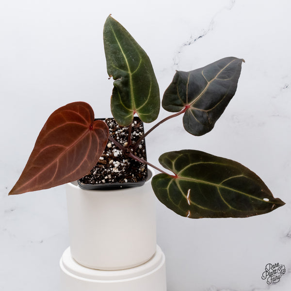 Anthurium Red Velvet Cake '24' x Red Velvet Cake '24' by DocBlock® (wk35-Y) *Dark and Vibrant Emergent*