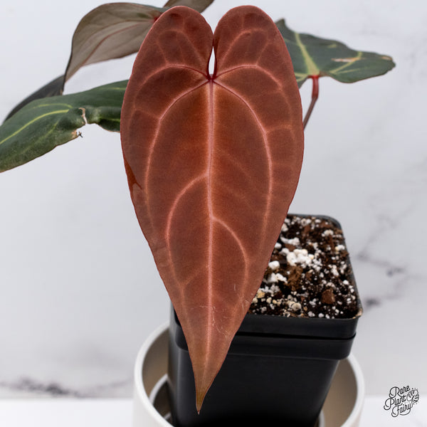 Anthurium Red Velvet Cake '24' x Red Velvet Cake '24' by DocBlock® (wk35-Y) *Dark and Vibrant Emergent*