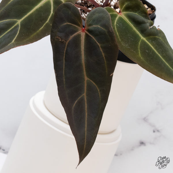 Anthurium Red Velvet Cake '24' x Red Velvet Cake '24' by DocBlock® (wk35-Y) *Dark and Vibrant Emergent*