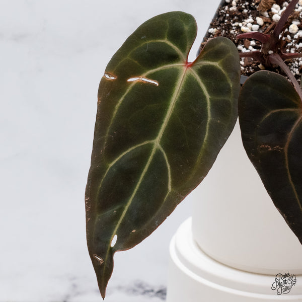 Anthurium Red Velvet Cake '24' x Red Velvet Cake '24' by DocBlock® (wk35-Y) *Dark and Vibrant Emergent*
