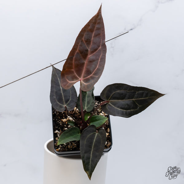 Anthurium Red Velvet Cake '24' x Zara '29' by DocBlock® (wk36-D)