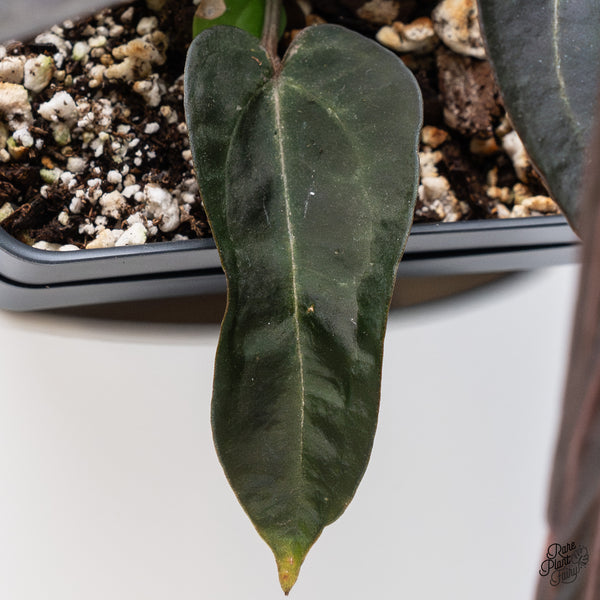 Anthurium Red Velvet Cake '24' x Zara '29' by DocBlock® (wk36-D)