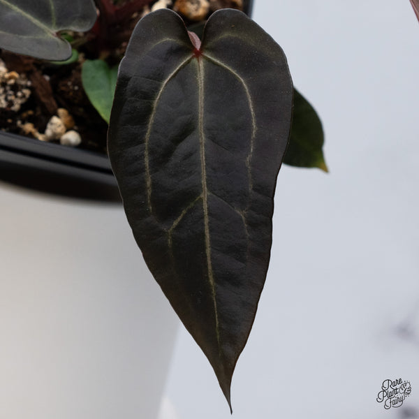 Anthurium Red Velvet Cake '24' x Zara '29' by DocBlock® (wk36-D)