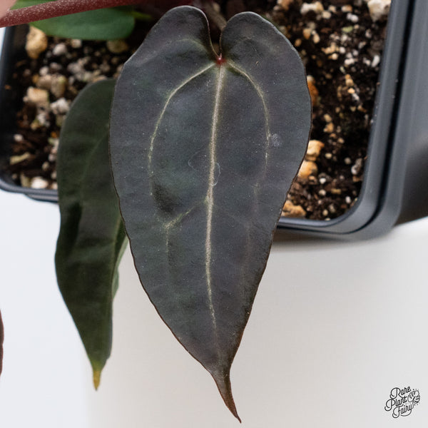 Anthurium Red Velvet Cake '24' x Zara '29' by DocBlock® (wk36-D)