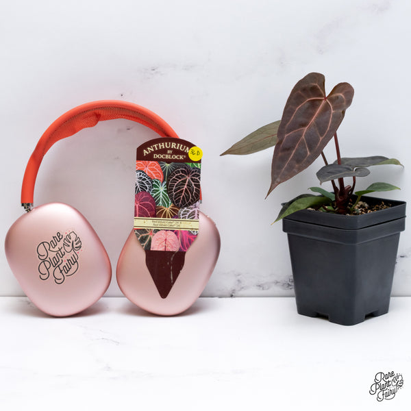 Anthurium Red Velvet Cake '24' x Zara '29' by DocBlock® (wk36-D)