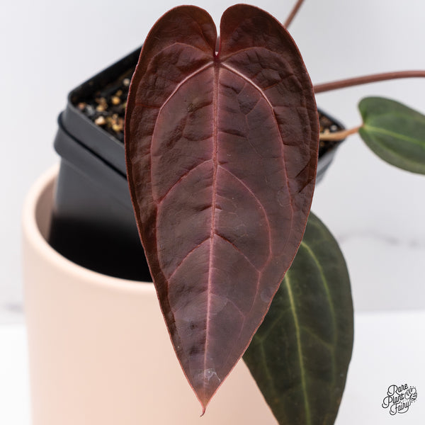 Anthurium Red Velvet Cake '24' x Red Velvet Cake '24' by DocBlock® (wk37-G) *Dark and VIbrant Emergent*