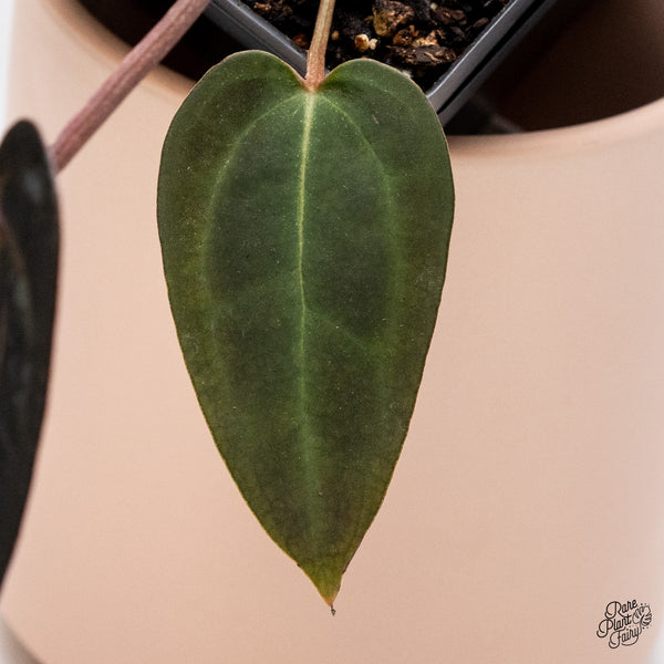 Anthurium Red Velvet Cake '24' x Red Velvet Cake '24' by DocBlock® (wk37-G) *Dark and VIbrant Emergent*
