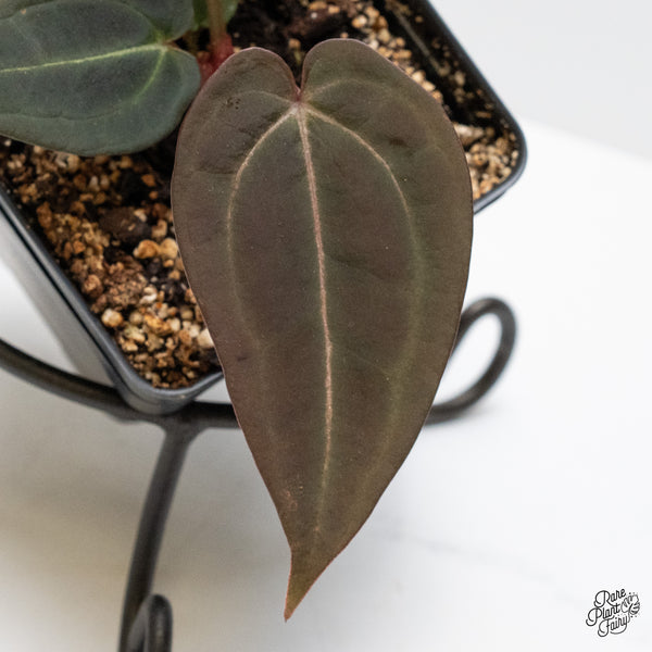 Anthurium Red Velvet Cake '24' x Red Velvet Cake '24' by DocBlock® (wk1-U)