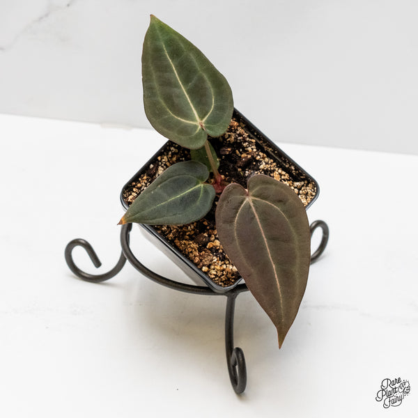 Anthurium Red Velvet Cake '24' x Red Velvet Cake '24' by DocBlock® (wk1-U)