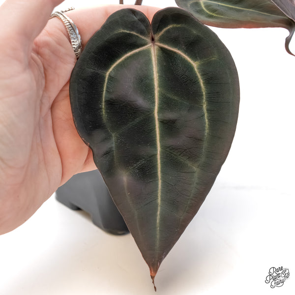 Anthurium Red Velvet Cake '24' x Red Velvet Cake '24' by DocBlock® (wk6-Z)