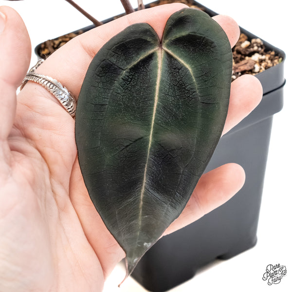 Anthurium Red Velvet Cake '24' x Red Velvet Cake '24' by DocBlock® (wk6-Z)