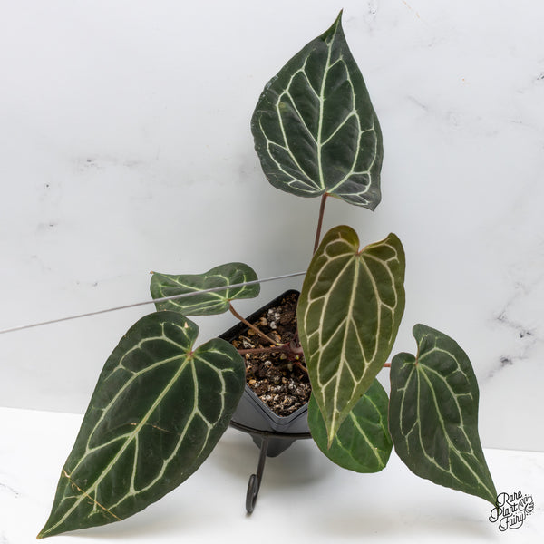 Anthurium Tortoise Shell Grey '36' x Black Widow '13' by DocBlock® (wk50-J)
