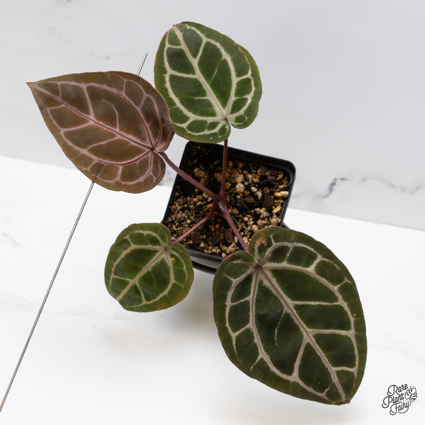 Anthurium Tortoise Shell Grey '36' x Crystal Red '12' by DocBlock® (wk49-D)