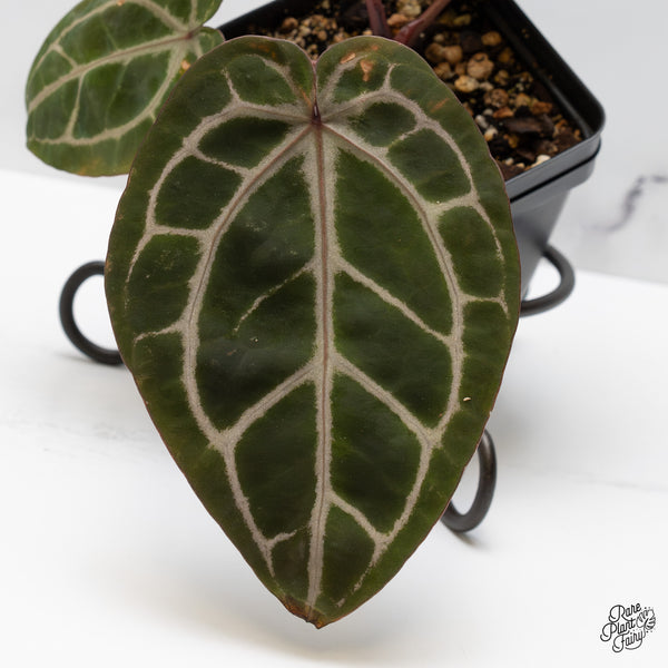 Anthurium Tortoise Shell Grey '36' x Crystal Red '12' by DocBlock® (wk49-D)