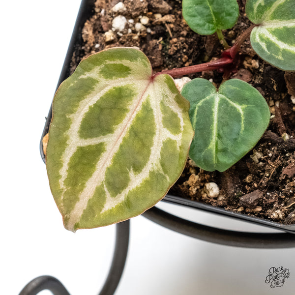 Anthurium Tortoise Shell Grey '36'x Tortoise Shell Grey '36' by DocBlock® (wk6-P)