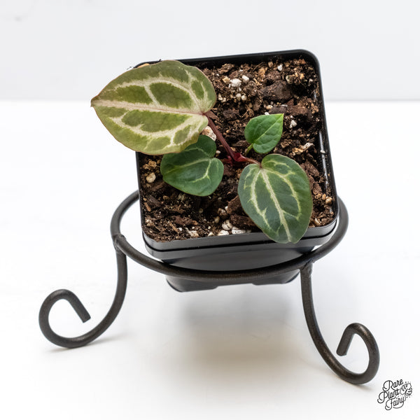 Anthurium Tortoise Shell Grey '36'x Tortoise Shell Grey '36' by DocBlock® (wk6-P)