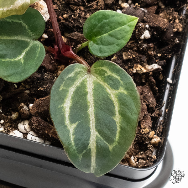 Anthurium Tortoise Shell Grey '36'x Tortoise Shell Grey '36' by DocBlock® (wk6-P)