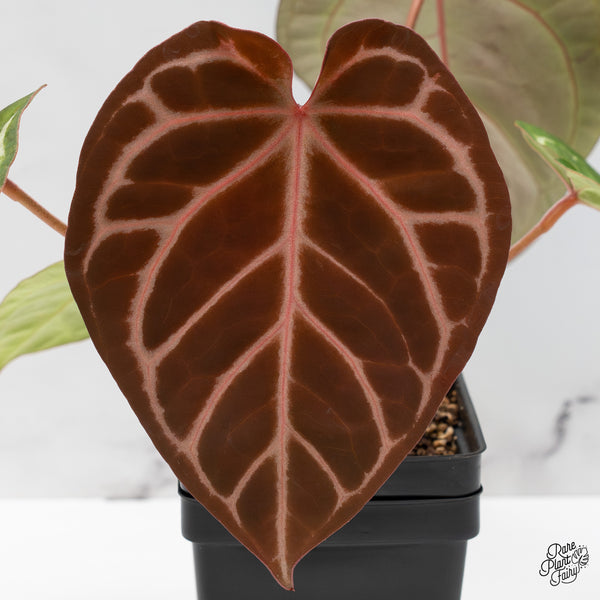 Anthurium Zara '14' x Black Widow '13' by DocBlock® (wk49-L)