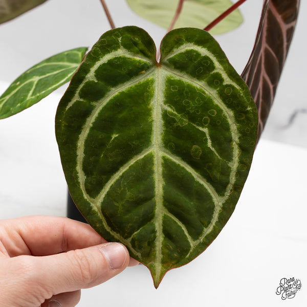 Anthurium Zara '14' x Black Widow '13' by DocBlock® (wk49-L)