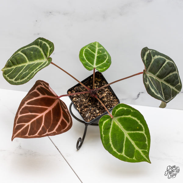 Anthurium Zara '14' x Black Widow '13' by DocBlock® (wk49-L)