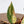 Variegated Anthurium Zara '14' x Home, Sweet Home '32' by DocBlock® (wk37-S)
