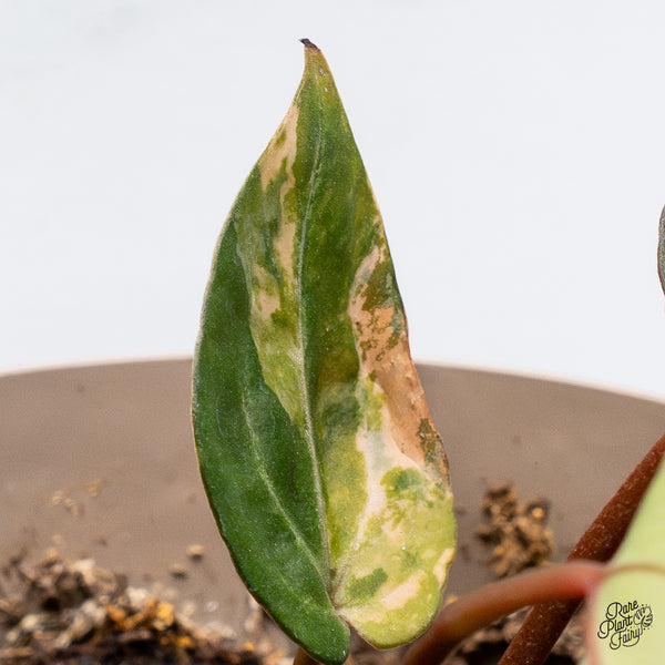 Variegated Anthurium Zara '14' x Home, Sweet Home '32' by DocBlock® (wk37-S)