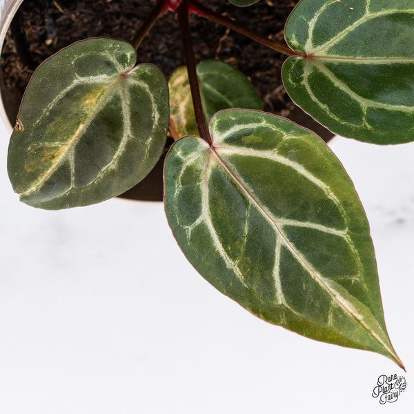Variegated Anthurium Zara '14' x Home, Sweet Home '32' by DocBlock® (wk37-S)