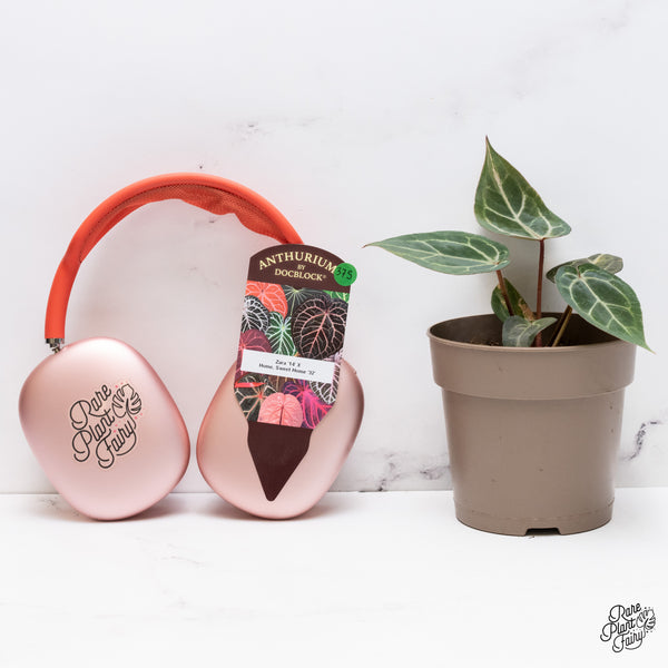 Variegated Anthurium Zara '14' x Home, Sweet Home '32' by DocBlock® (wk37-S)