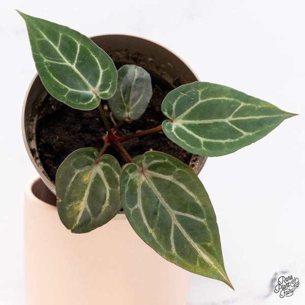 Variegated Anthurium Zara '14' x Home, Sweet Home '32' by DocBlock® (wk37-S)