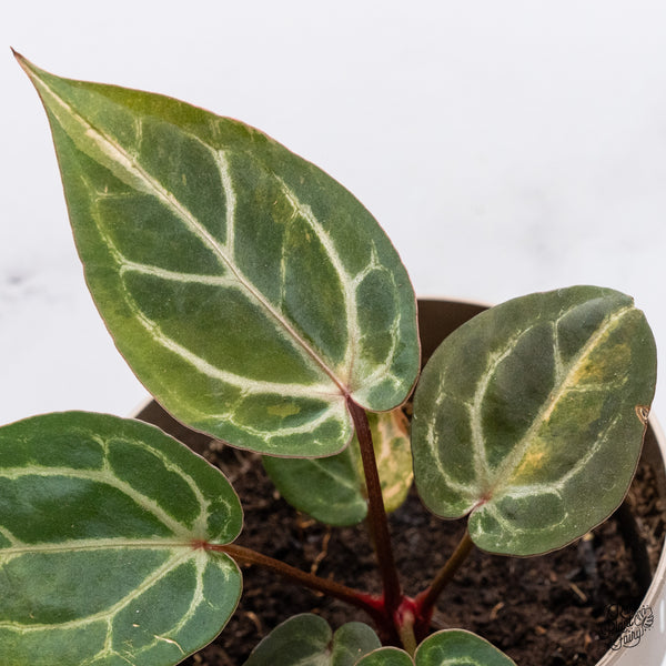 Variegated Anthurium Zara '14' x Home, Sweet Home '32' by DocBlock® (wk37-S)